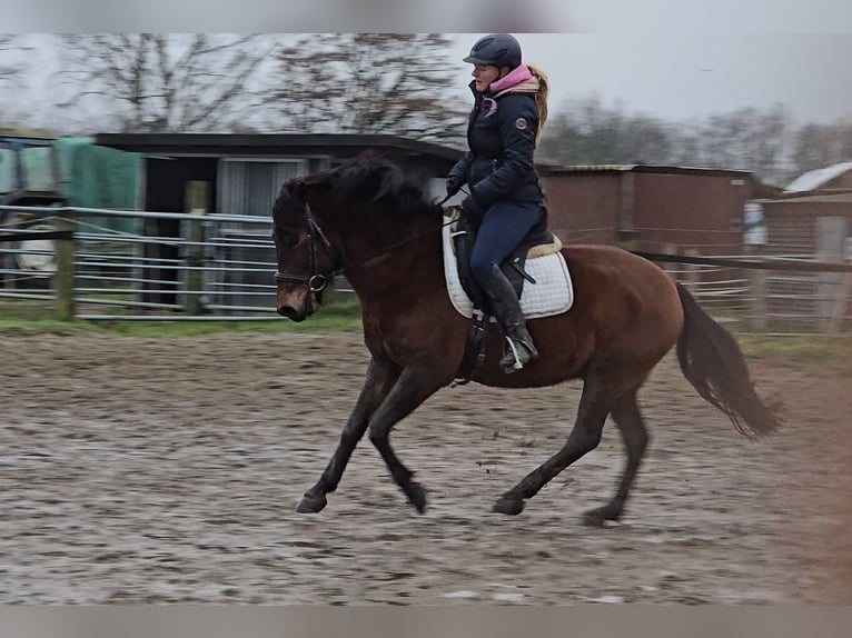 Hucul Gelding 5 years 14,1 hh Brown in Mülheim an der Ruhr