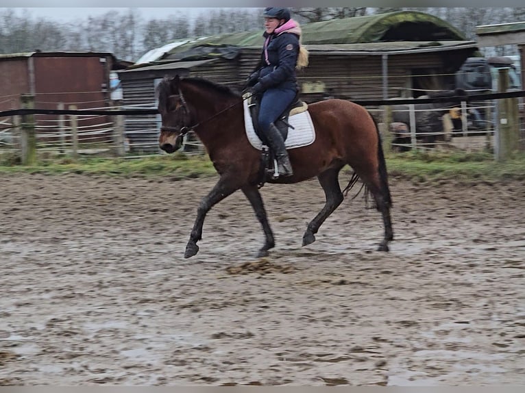 Hucul Gelding 5 years 14,1 hh Brown in Mülheim an der Ruhr