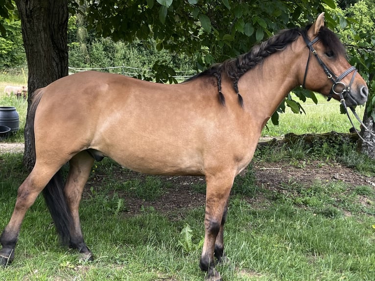 Hucul Gelding 5 years 14.1 hh Brown in Ursensollen