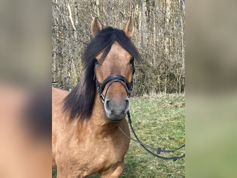 Hucul Gelding 5 years 14.1 hh Brown in Ursensollen