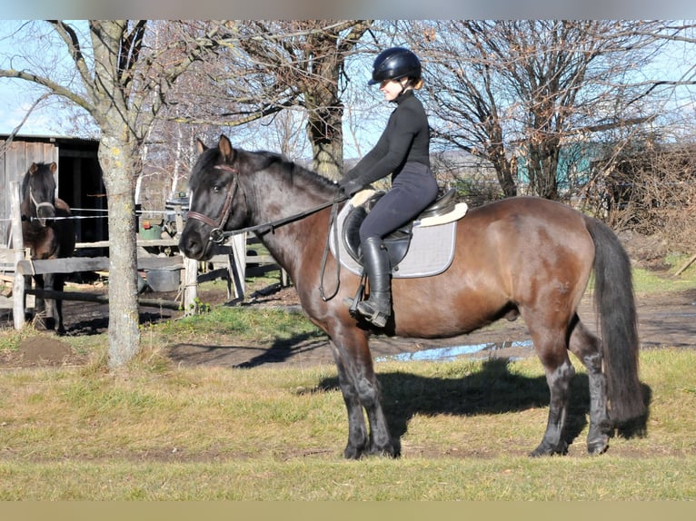 Hucul Gelding 5 years 14,1 hh Dun in Schattendorf