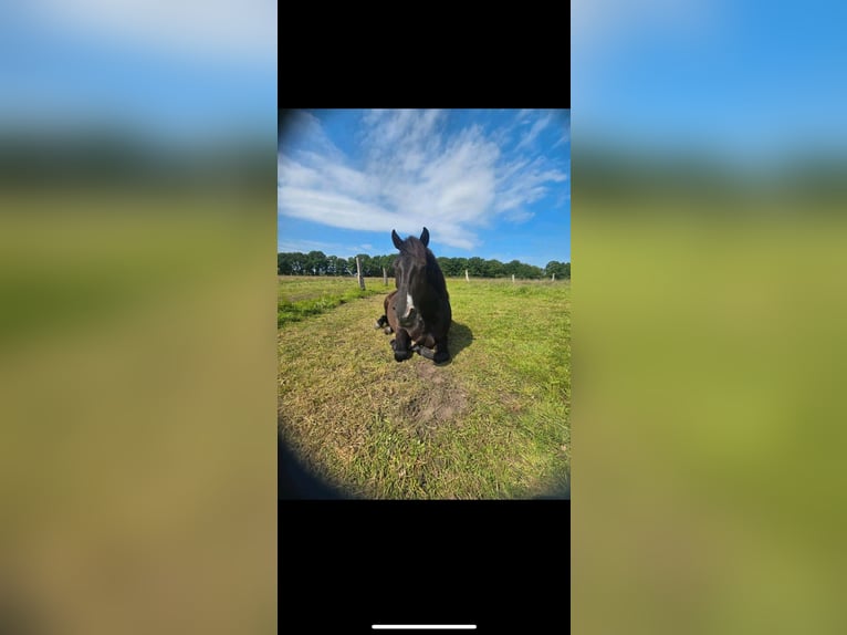 Hucul Gelding 5 years 14 hh Black in Garbsen