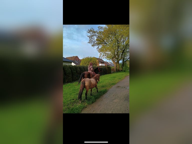 Hucul Gelding 5 years 14 hh Black in Garbsen