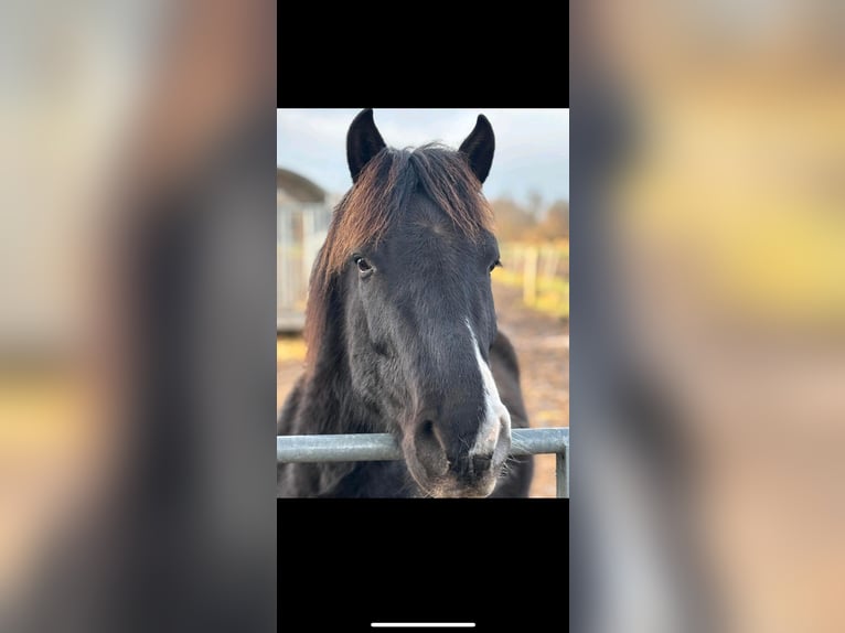 Hucul Gelding 5 years 14 hh Black in Garbsen
