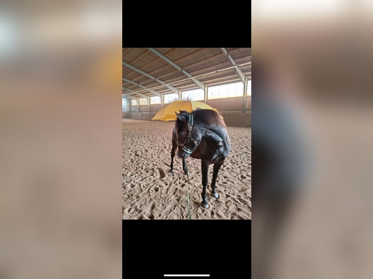 Hucul Gelding 5 years 14 hh Black in Garbsen