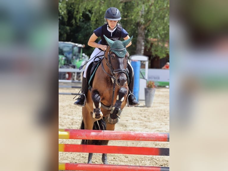 Hucul Gelding 5 years 14 hh in Horgau