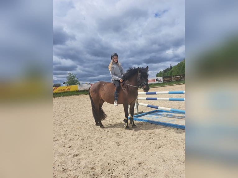 Hucul Gelding 5 years 14 hh in Horgau