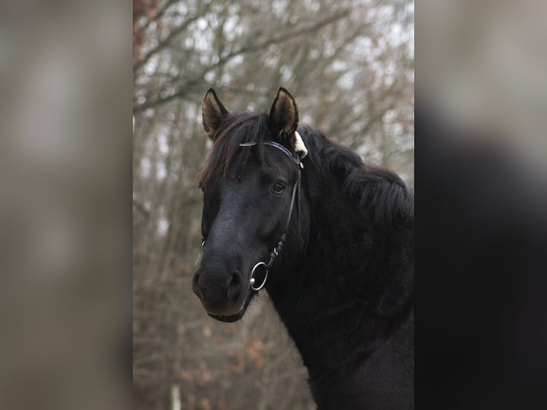 Hucul Gelding 5 years 14,1 hh Black in Kreuztal