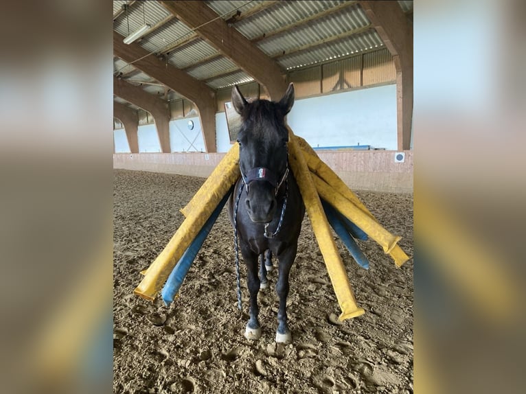 Hucul Gelding 5 years 14,1 hh Black in Kreuztal