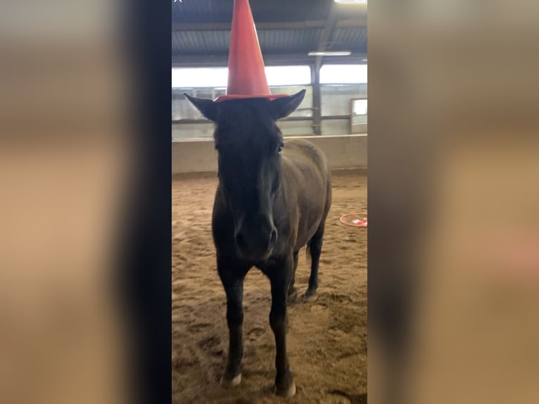 Hucul Gelding 5 years 14,1 hh Black in Kreuztal