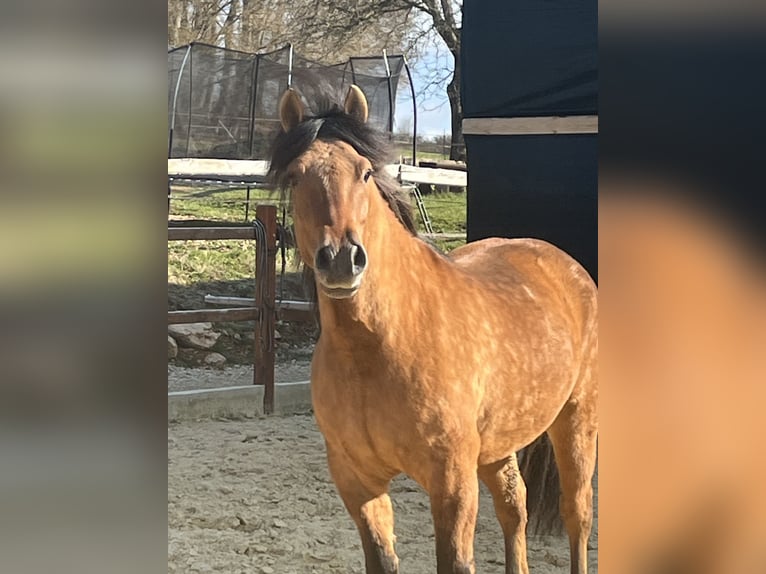 Hucul Gelding 5 years 14,1 hh Brown in Ursensollen