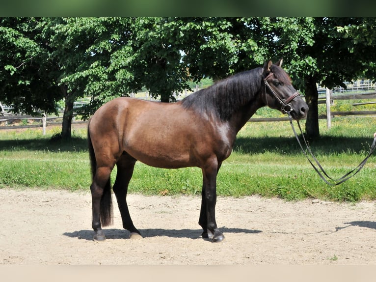 Hucul Gelding 5 years 14,1 hh Dun in Schattendorf