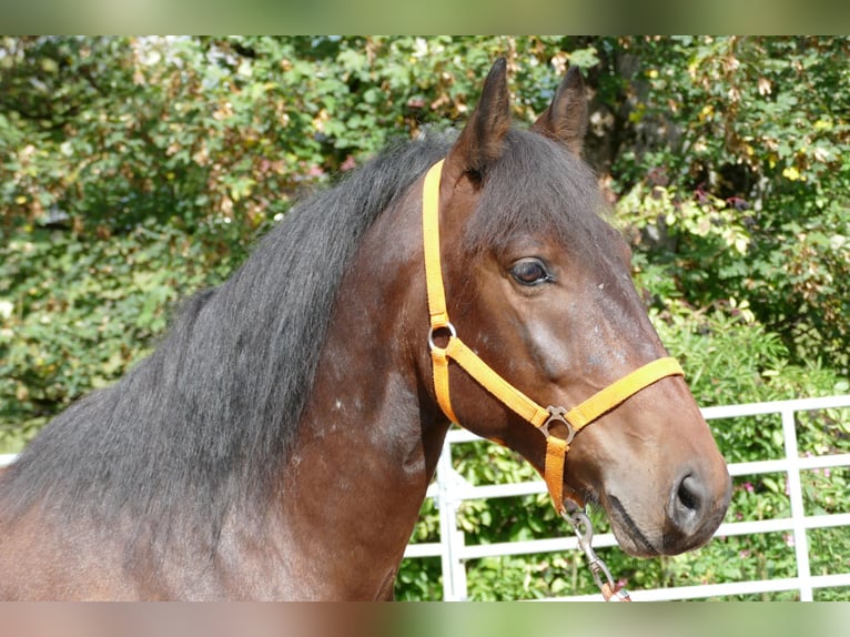 Hucul Mix Gelding 5 years 14,2 hh Brown in Ramsau/Dachstein