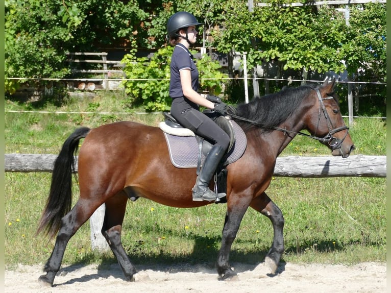 Hucul Mix Gelding 5 years 14,2 hh Brown in Ramsau/Dachstein