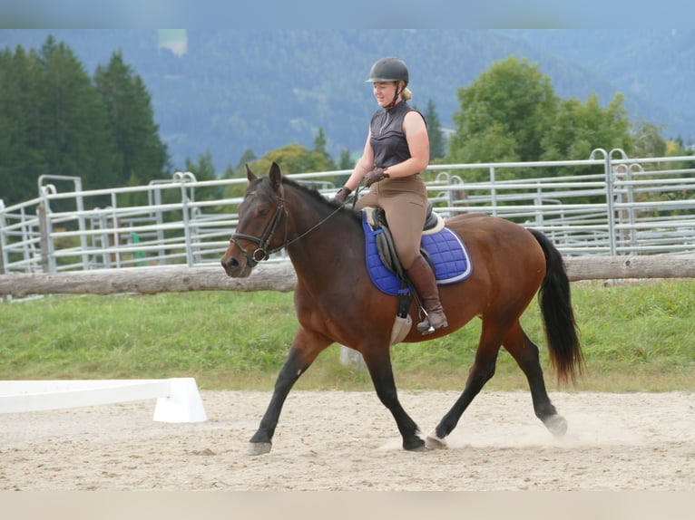 Hucul Mix Gelding 5 years 14,2 hh Brown in Ramsau/Dachstein