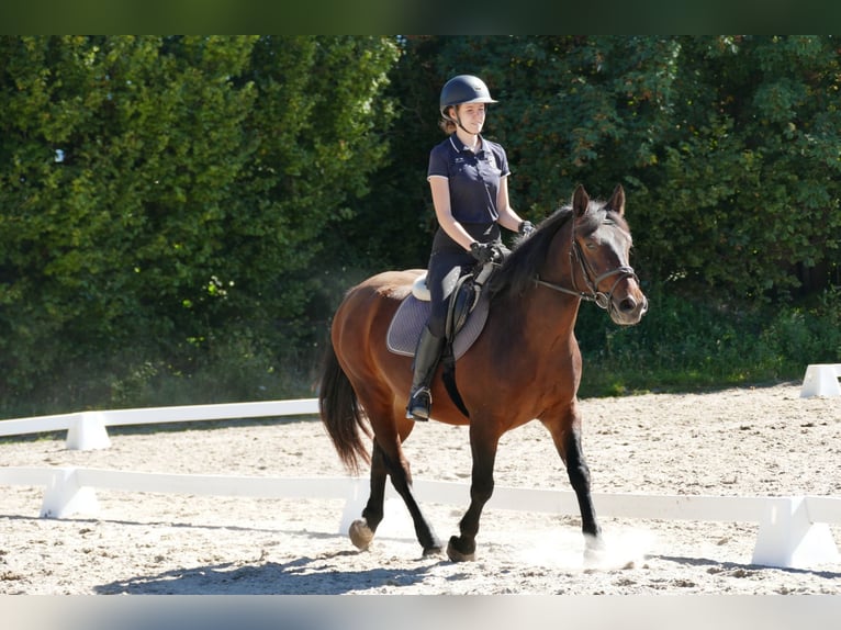 Hucul Mix Gelding 5 years 14,2 hh Brown in Ramsau/Dachstein