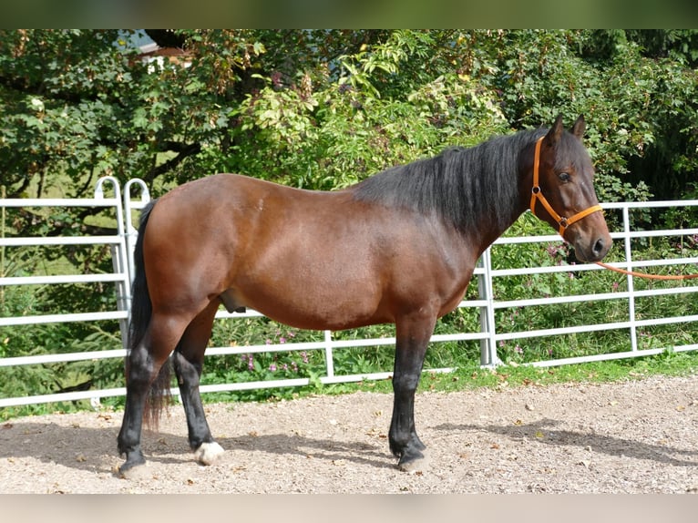 Hucul Mix Gelding 5 years 14,2 hh Brown in Ramsau/Dachstein