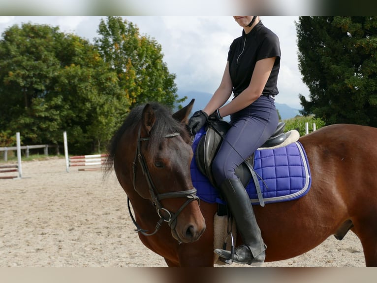 Hucul Mix Gelding 5 years 14,2 hh Brown in Ramsau/Dachstein