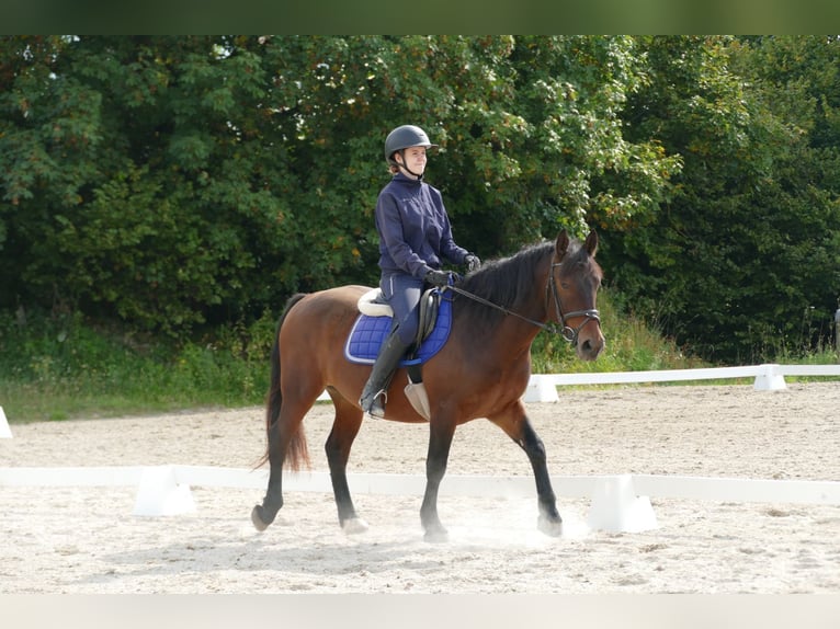 Hucul Mix Gelding 5 years 14,2 hh Brown in Ramsau/Dachstein