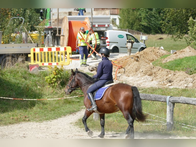 Hucul Mix Gelding 5 years 14,2 hh Brown in Ramsau/Dachstein