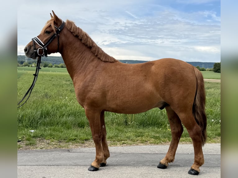 Hucul Gelding 6 years 13.2 hh Chestnut-Red in Riedlingen