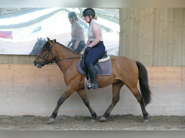 Hucul Gelding 6 years 13.3 hh Dun in Ramsau am Dachstein