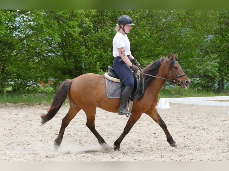 Hucul Gelding 6 years 13.3 hh Dun in Ramsau am Dachstein