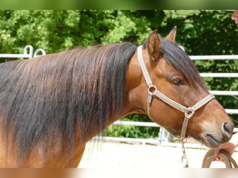 Hucul Gelding 6 years 13.3 hh Dun in Ramsau am Dachstein