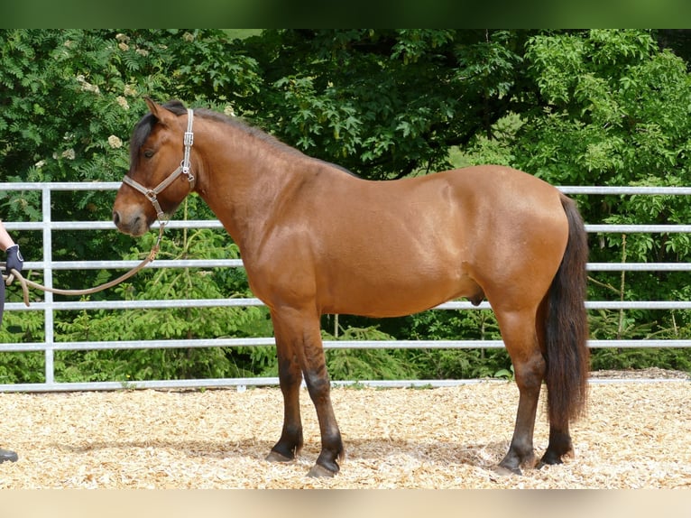 Hucul Gelding 6 years 13.3 hh Dun in Ramsau am Dachstein