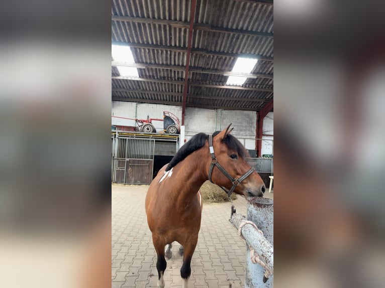 Hucul Gelding 6 years 13,3 hh Pinto in Oberlangen