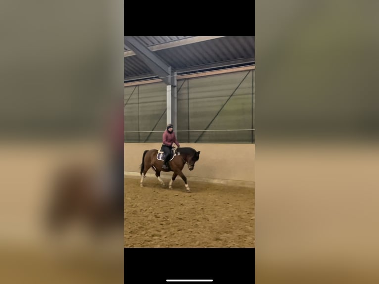 Hucul Gelding 6 years 13,3 hh Pinto in Oberlangen