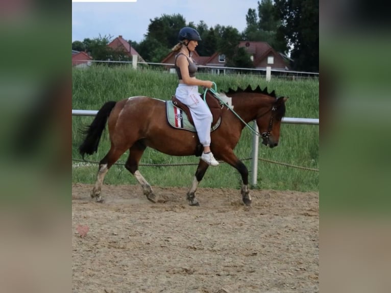 Hucul Gelding 6 years 13,3 hh Pinto in Oberlangen