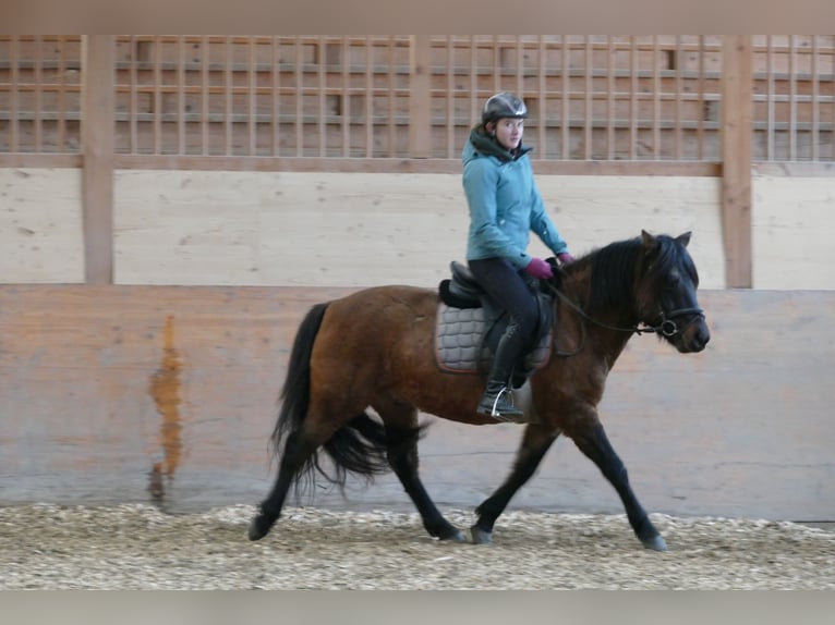 Hucul Gelding 6 years 13,3 hh Dun in Ramsau/D.