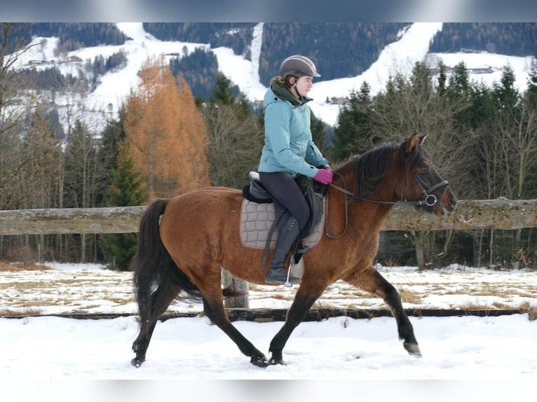Hucul Gelding 6 years 13,3 hh Dun in Ramsau/D.