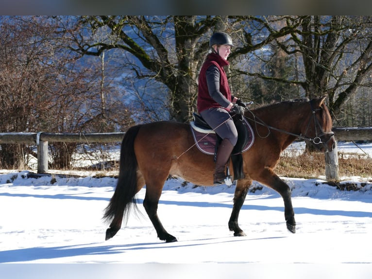 Hucul Gelding 6 years 13,3 hh Dun in Ramsau/D.