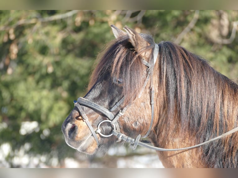 Hucul Gelding 6 years 13,3 hh Dun in Ramsau/D.