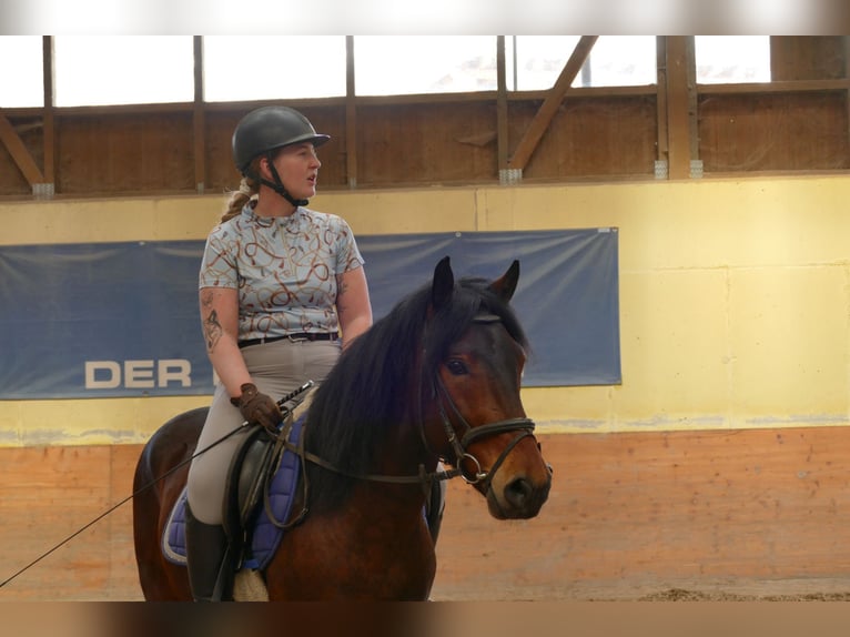 Hucul Gelding 6 years 14.1 hh Dun in Ramsau am Dachstein