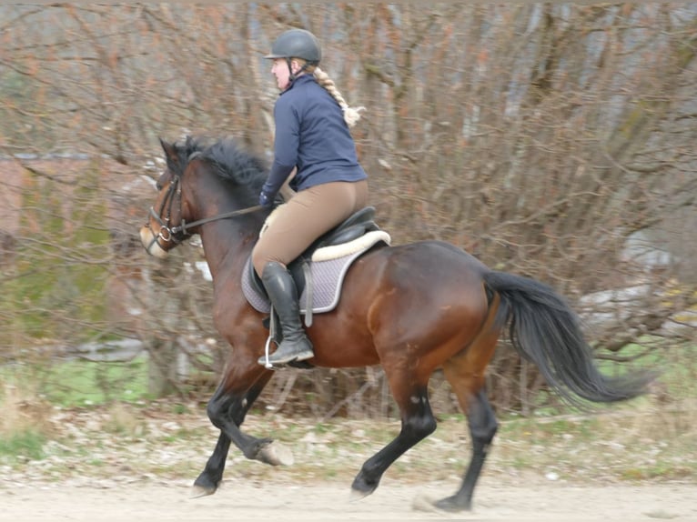Hucul Gelding 6 years 14.1 hh Dun in Ramsau am Dachstein