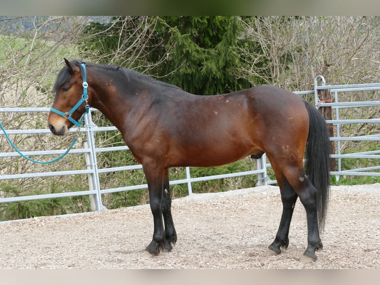 Hucul Gelding 6 years 14.1 hh Dun in Ramsau am Dachstein