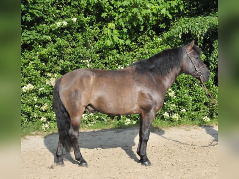 Hucul Gelding 6 years 14.1 hh Dun in Schattendorf
