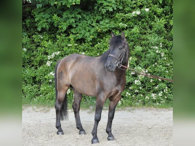 Hucul Gelding 6 years 14.1 hh Dun in Schattendorf