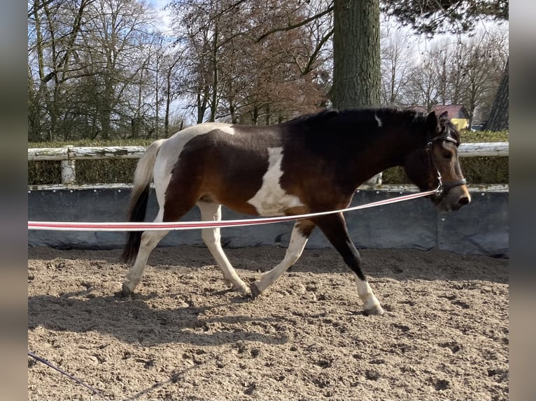 Hucul Gelding 6 years 14.1 hh Pinto in Muldestausee