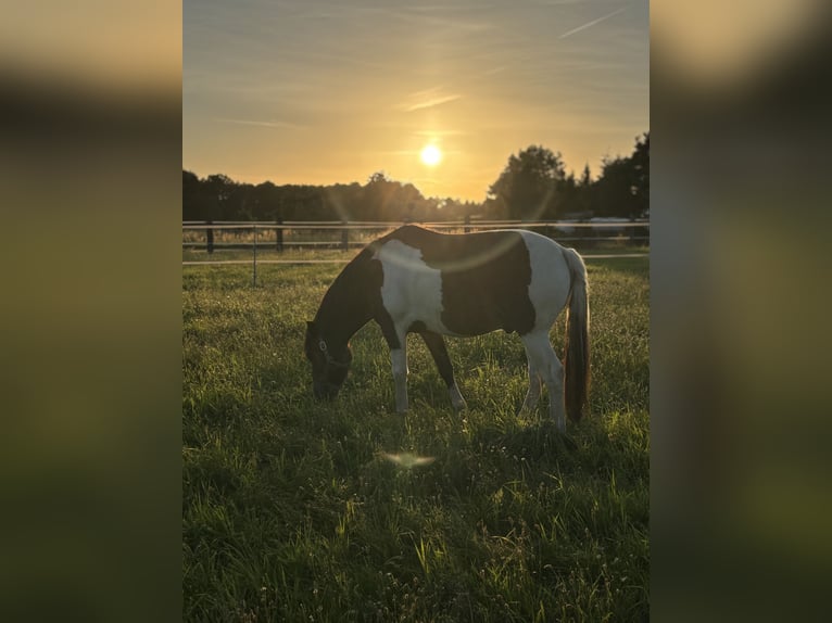 Hucul Gelding 6 years 14.1 hh Pinto in Muldestausee