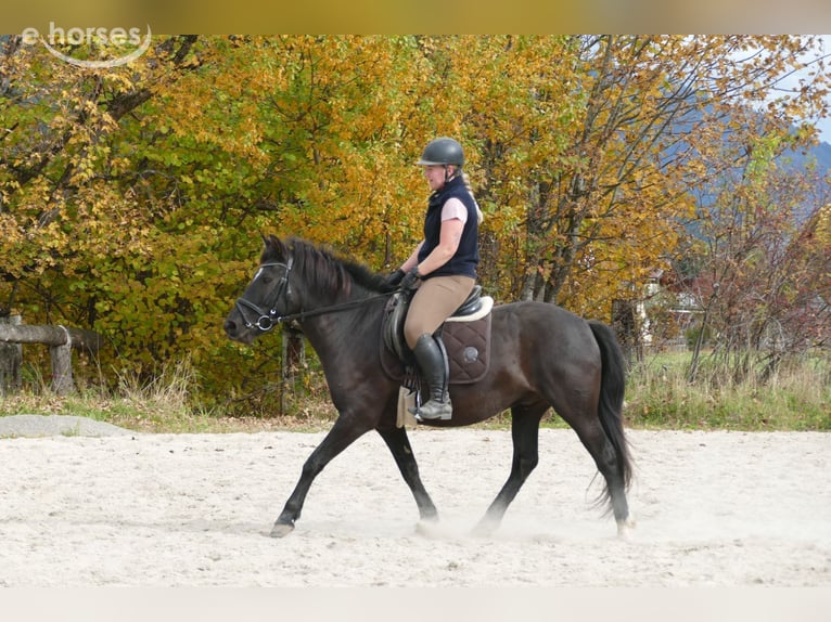 Hucul Gelding 6 years 14.2 hh Black in Ramsau am Dachstein