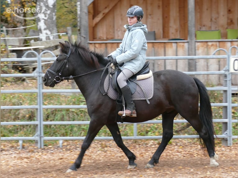 Hucul Gelding 6 years 14.2 hh Black in Ramsau am Dachstein