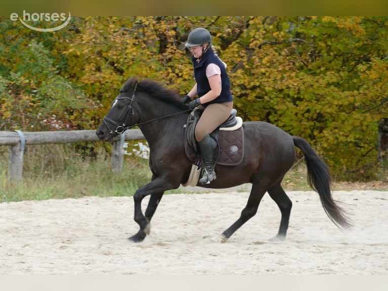 Hucul Gelding 6 years 14.2 hh Black in Ramsau am Dachstein