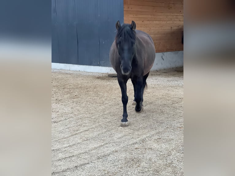 Hucul Gelding 6 years 14.2 hh Black in Tillmitsch
