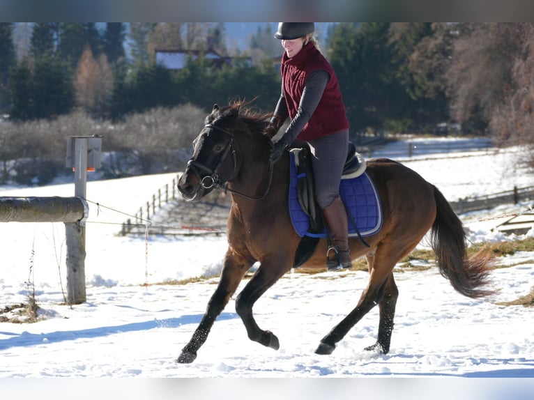Hucul Gelding 6 years 14 hh Dun in Ramsau/D.