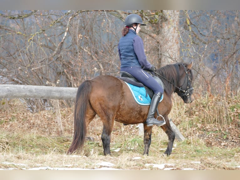 Hucul Gelding 6 years 14 hh Dun in Ramsau/D.