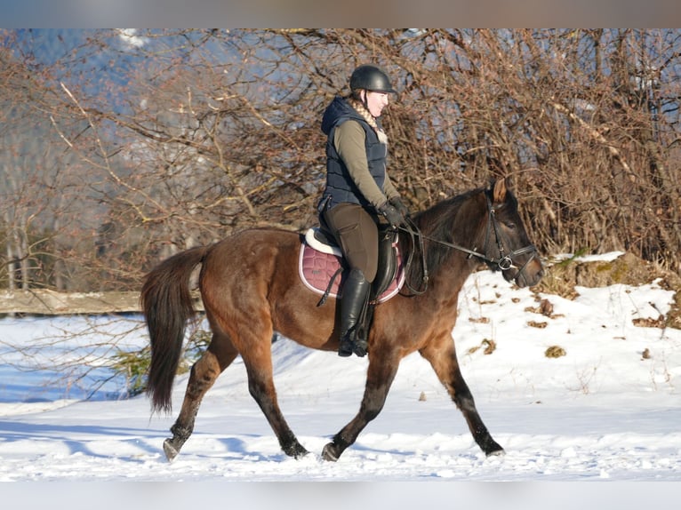 Hucul Gelding 6 years 14 hh Dun in Ramsau/D.